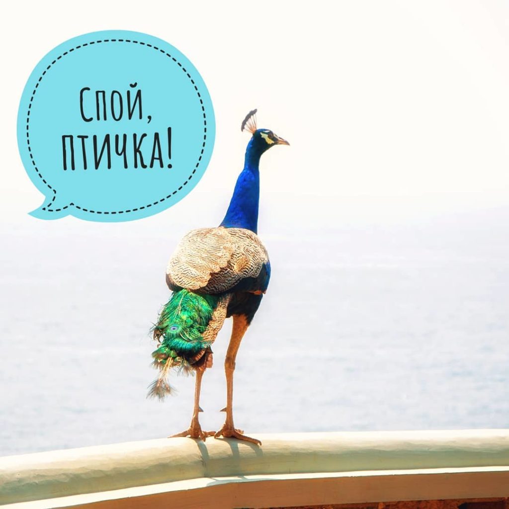 О павлинах на Шри-Ланке